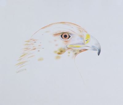 Aquila