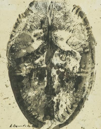 Volto