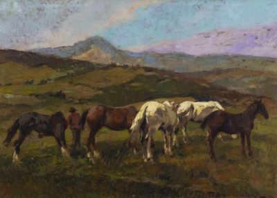 Cavalli al Pascolo