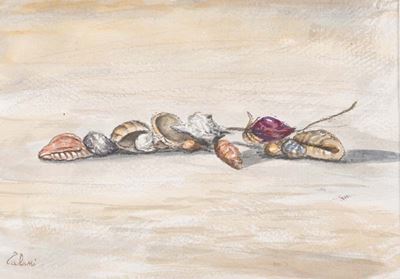 Conchiglie e Rosa