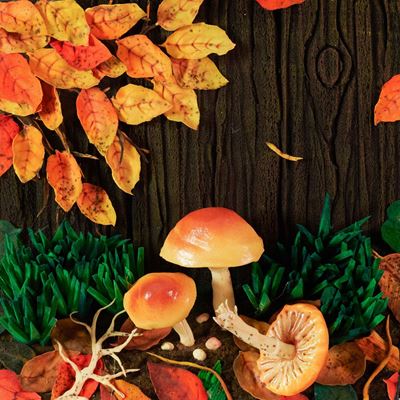 Funghi Sotto la Malga