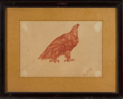 Aquila