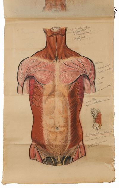 Tavole Policrome del Corpo (torso)
