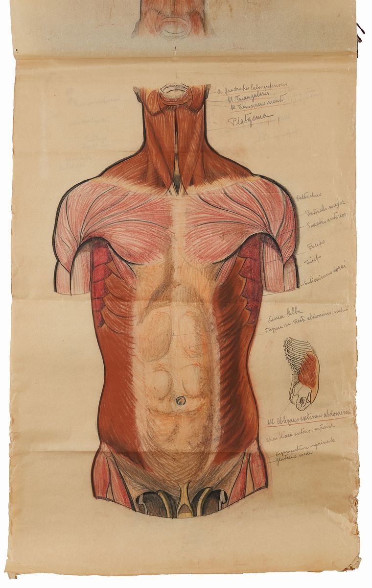 Rougena Zatkova - Tavole Policrome del Corpo (torso)