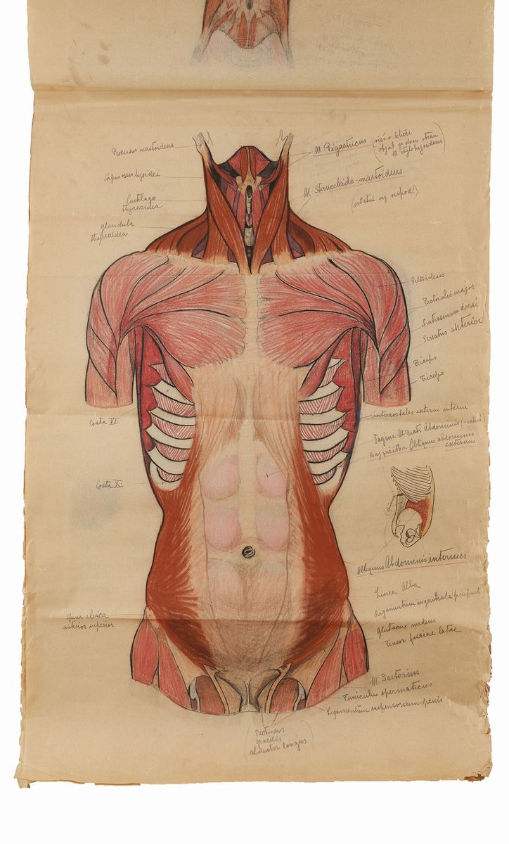 Rougena Zatkova - Tavole Policrome del Corpo (torso)