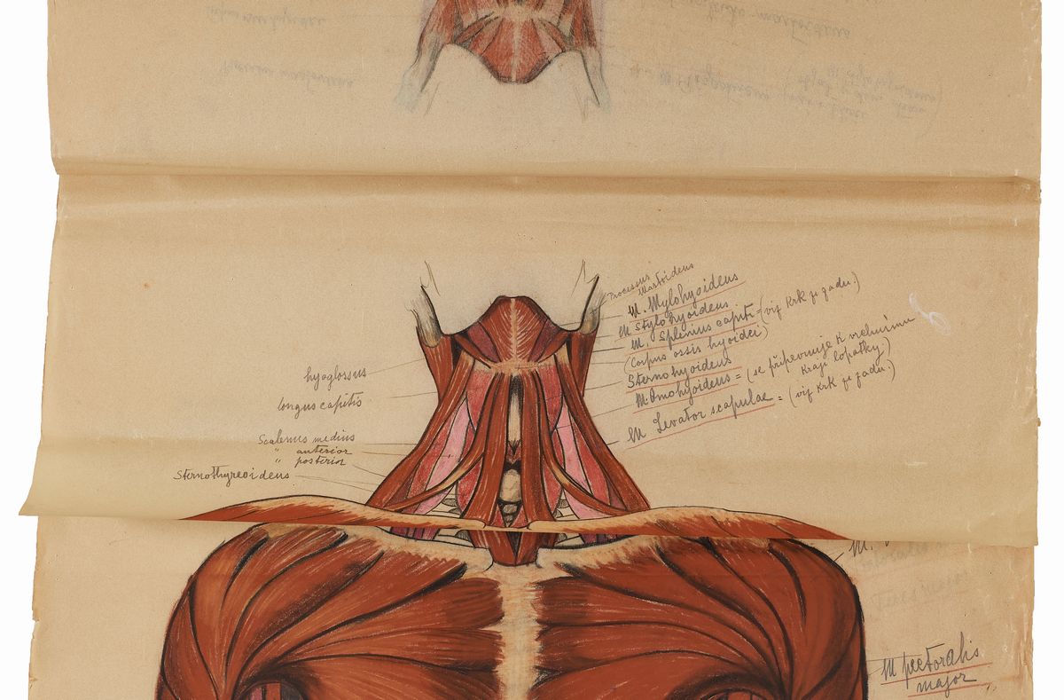 Rougena Zatkova - Tavole Policrome del Corpo (torso)