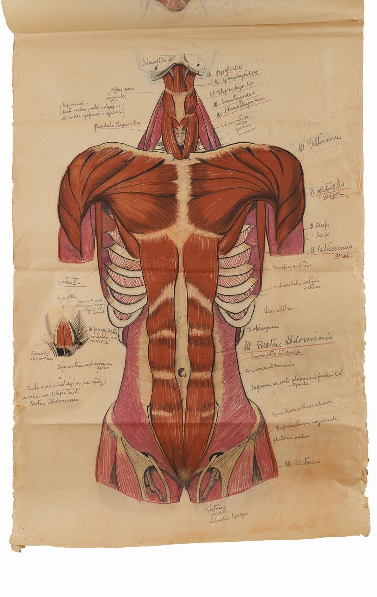 Rougena Zatkova - Tavole Policrome del Corpo (torso)