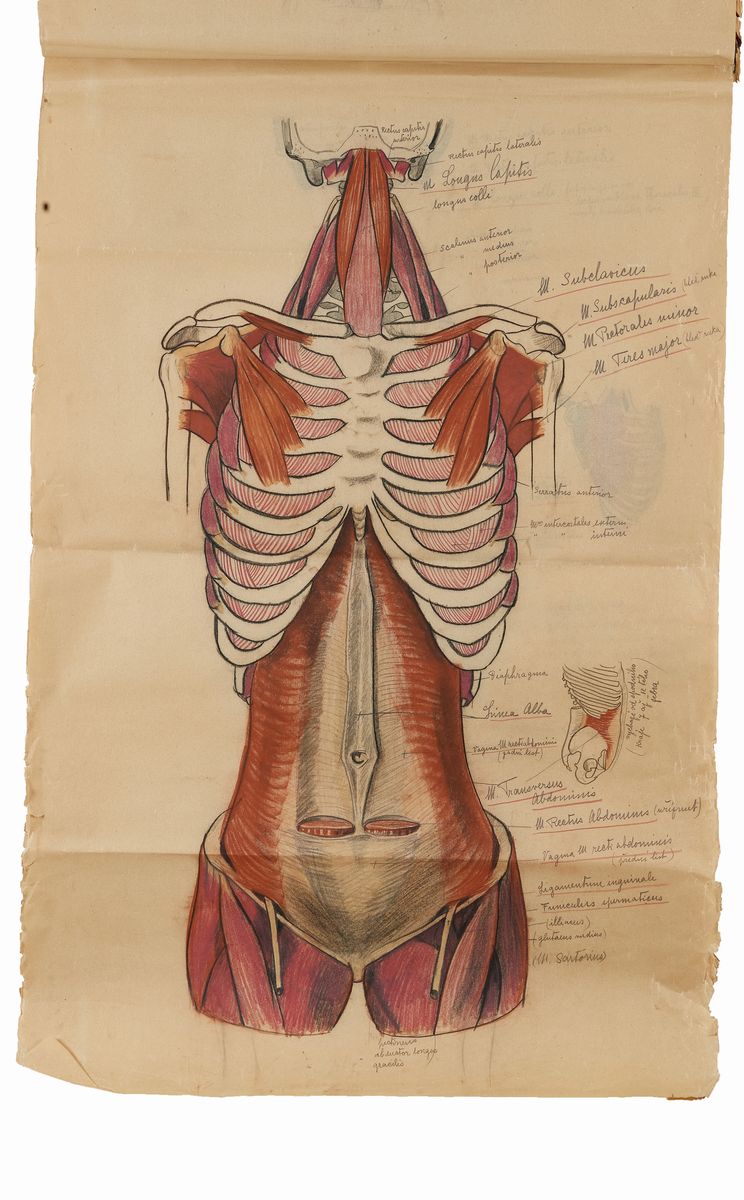 Rougena Zatkova - Tavole Policrome del Corpo (torso)