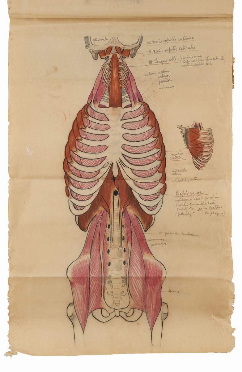 Rougena Zatkova - Tavole Policrome del Corpo (torso)