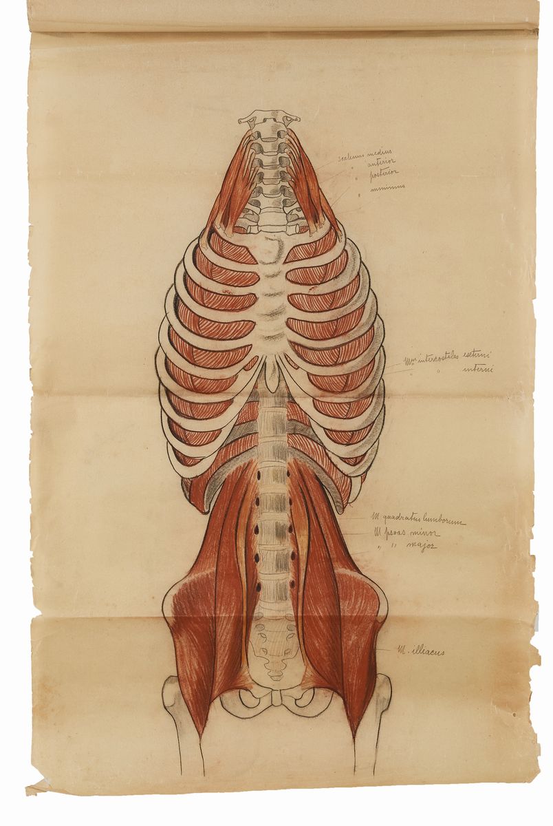 Rougena Zatkova - Tavole Policrome del Corpo (torso)