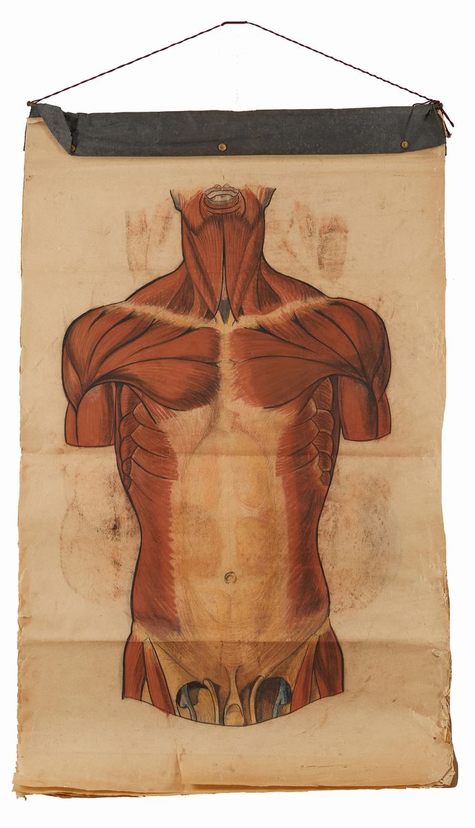 Rougena Zatkova - Tavole Policrome del Corpo (torso)