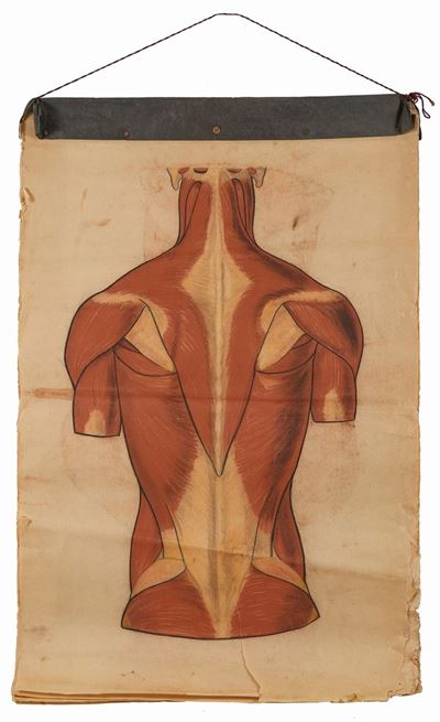 Tavole Policrome del Corpo (torso)