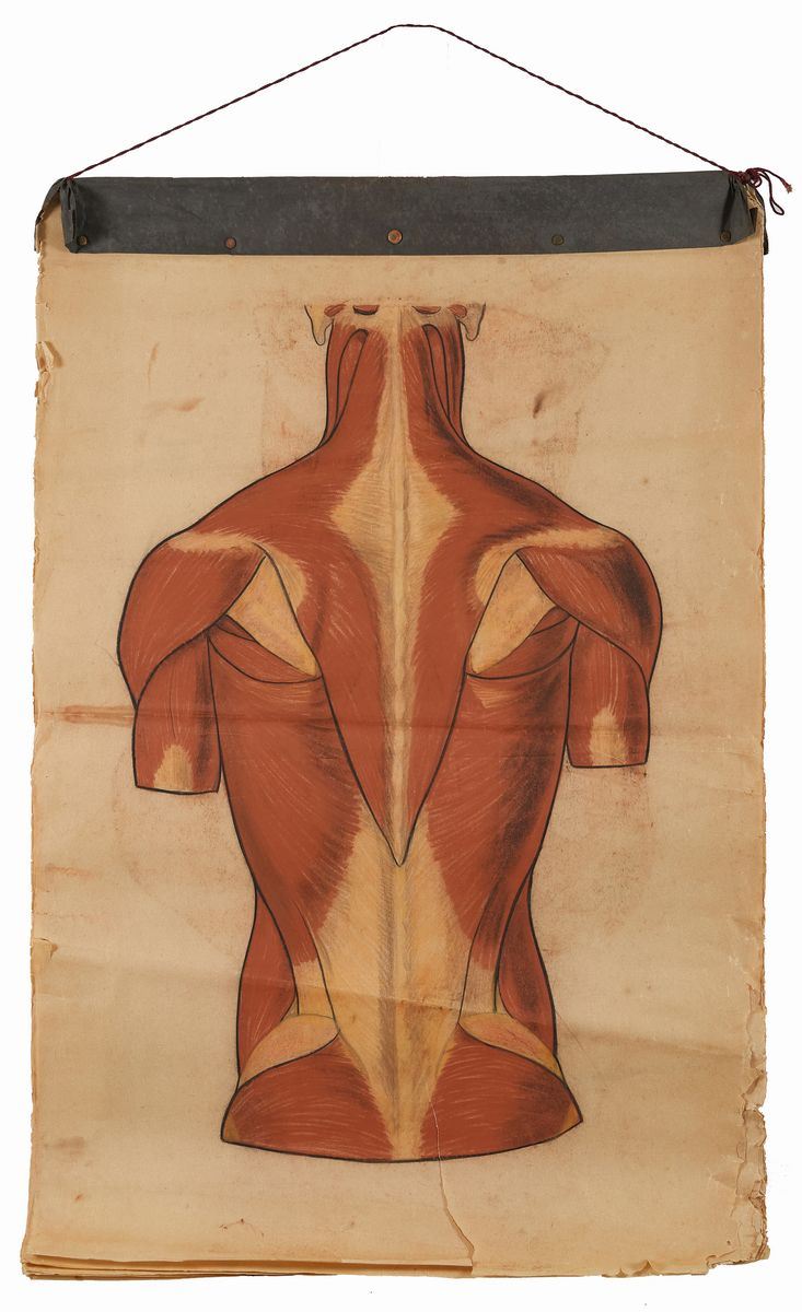 Rougena Zatkova - Tavole Policrome del Corpo (torso)