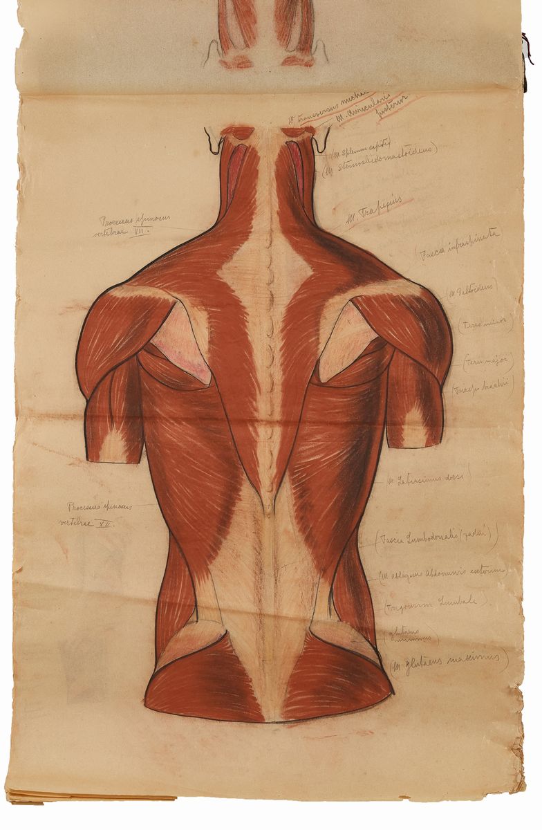 Rougena Zatkova - Tavole Policrome del Corpo (torso)