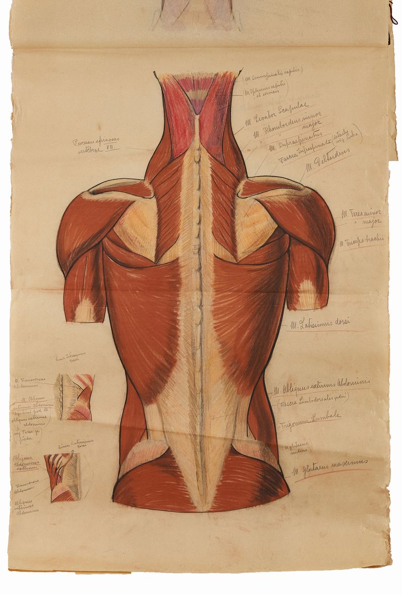 Rougena Zatkova - Tavole Policrome del Corpo (torso)