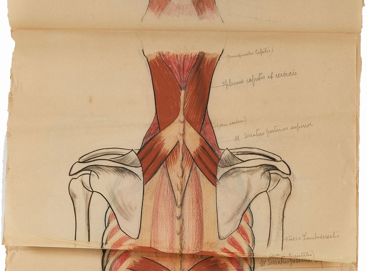 Rougena Zatkova - Tavole Policrome del Corpo (torso)