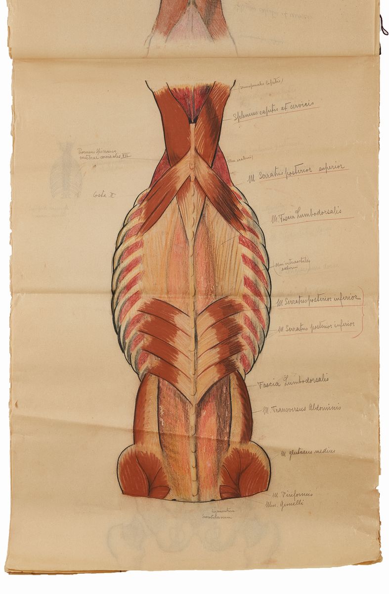 Rougena Zatkova - Tavole Policrome del Corpo (torso)