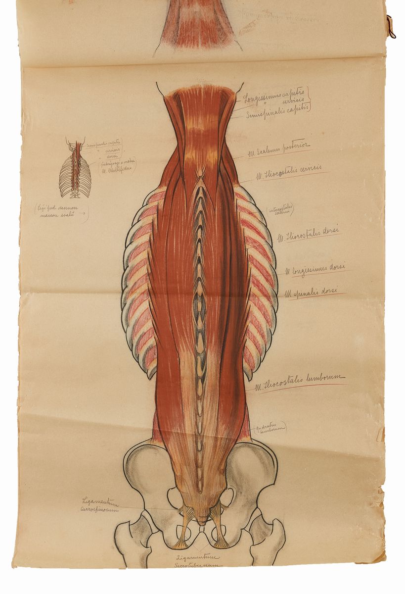 Rougena Zatkova - Tavole Policrome del Corpo (torso)