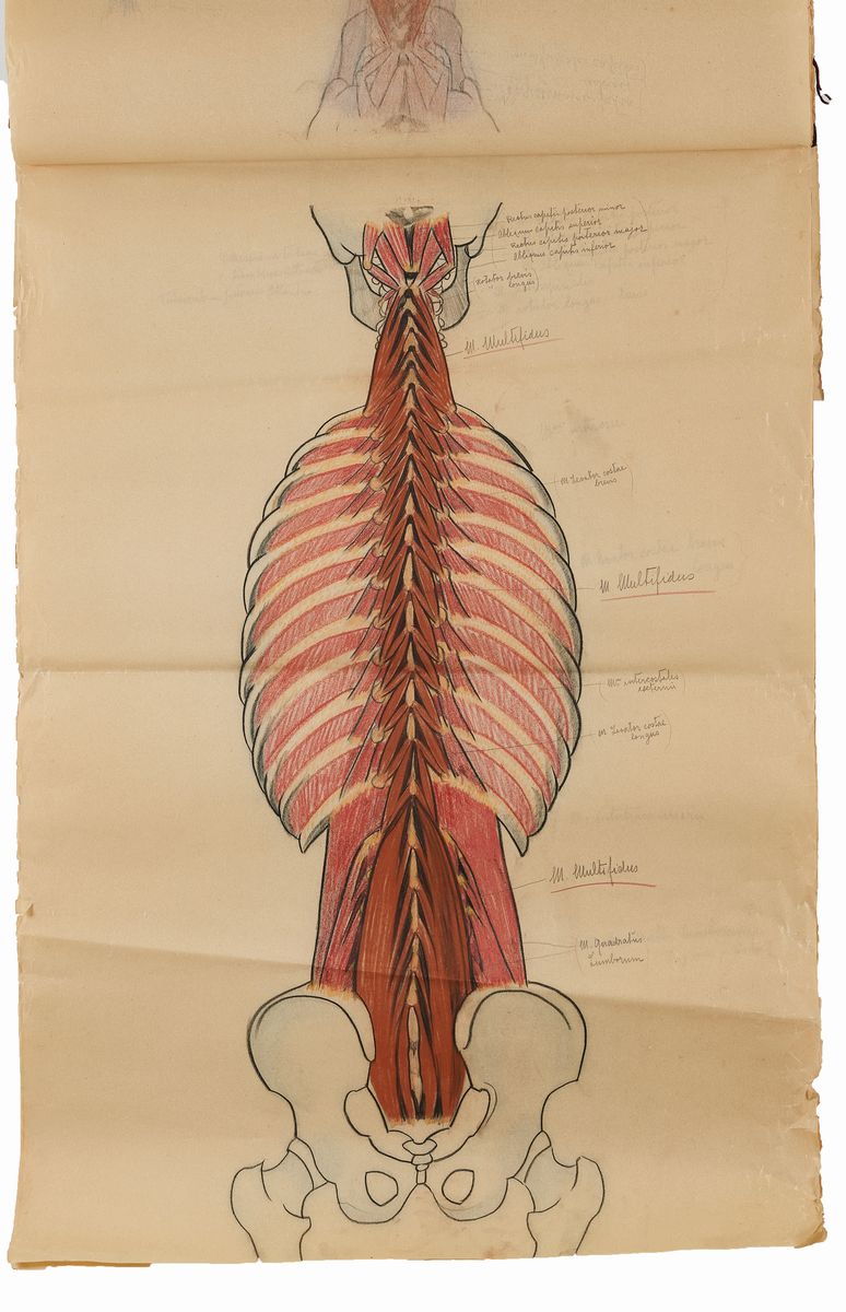 Rougena Zatkova - Tavole Policrome del Corpo (torso)