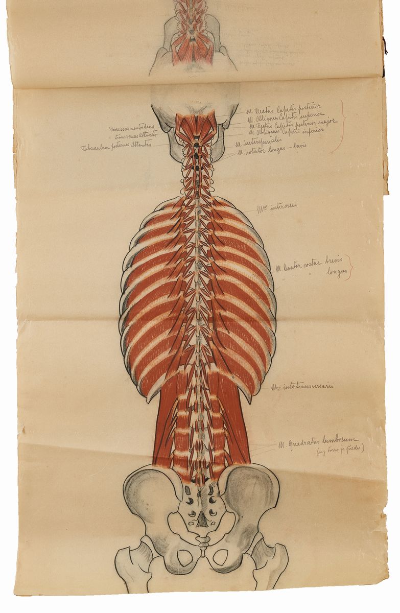 Rougena Zatkova - Tavole Policrome del Corpo (torso)