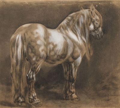 Studio per un Pony