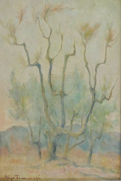 Ulivo Secco - Suvereto