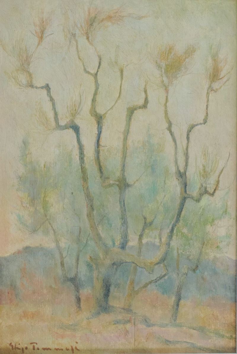 Ghigo Tommasi - Ulivo Secco - Suvereto