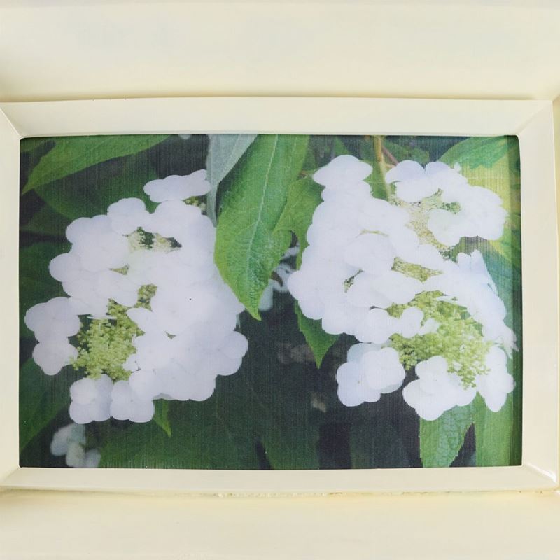 Chiara Dynys - Poisoned Flower On Bosphorvi