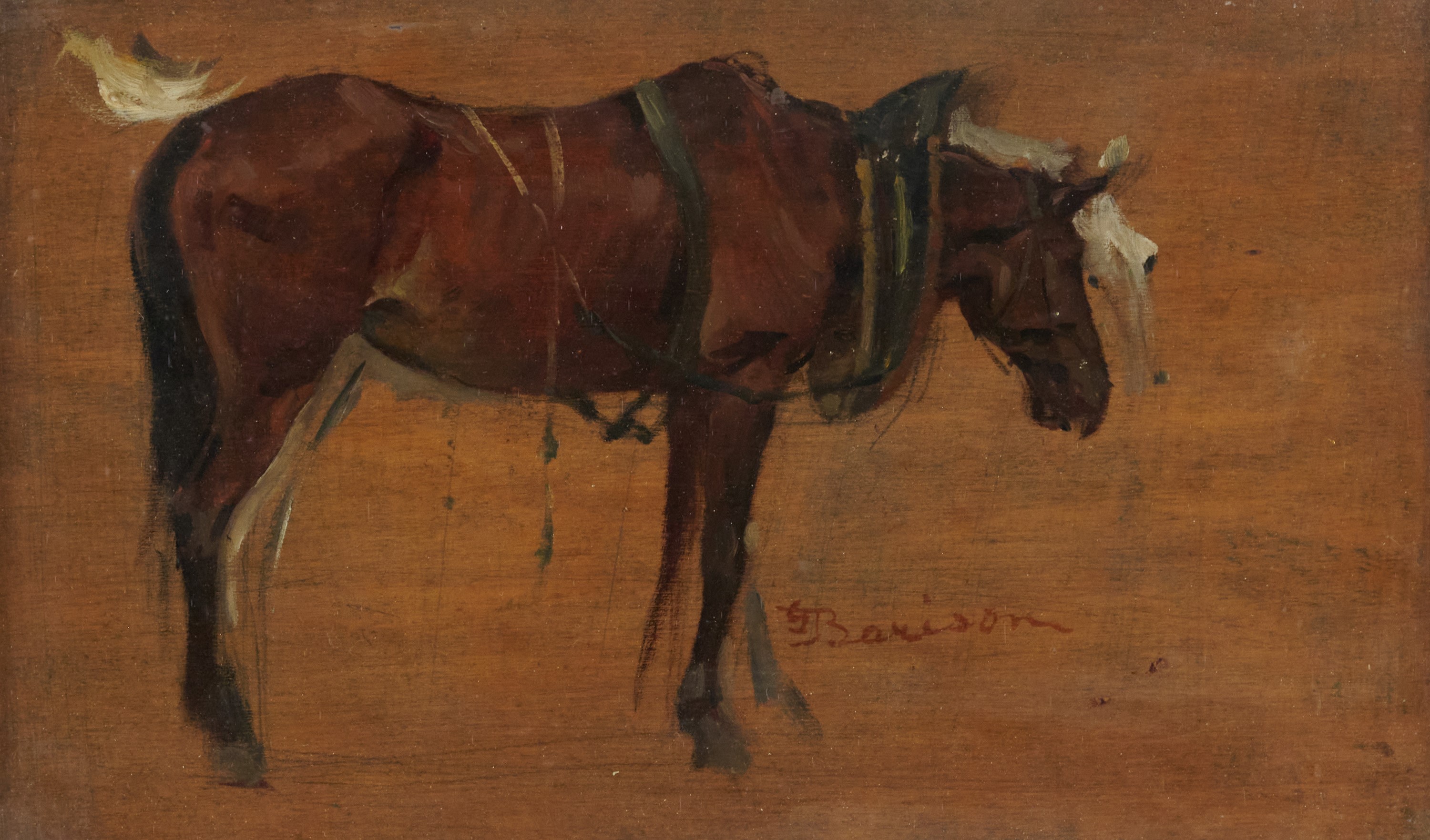 Giuseppe Barison - Cavalli