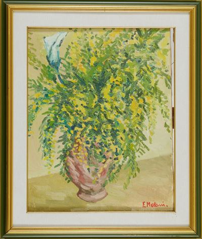 Mimosa