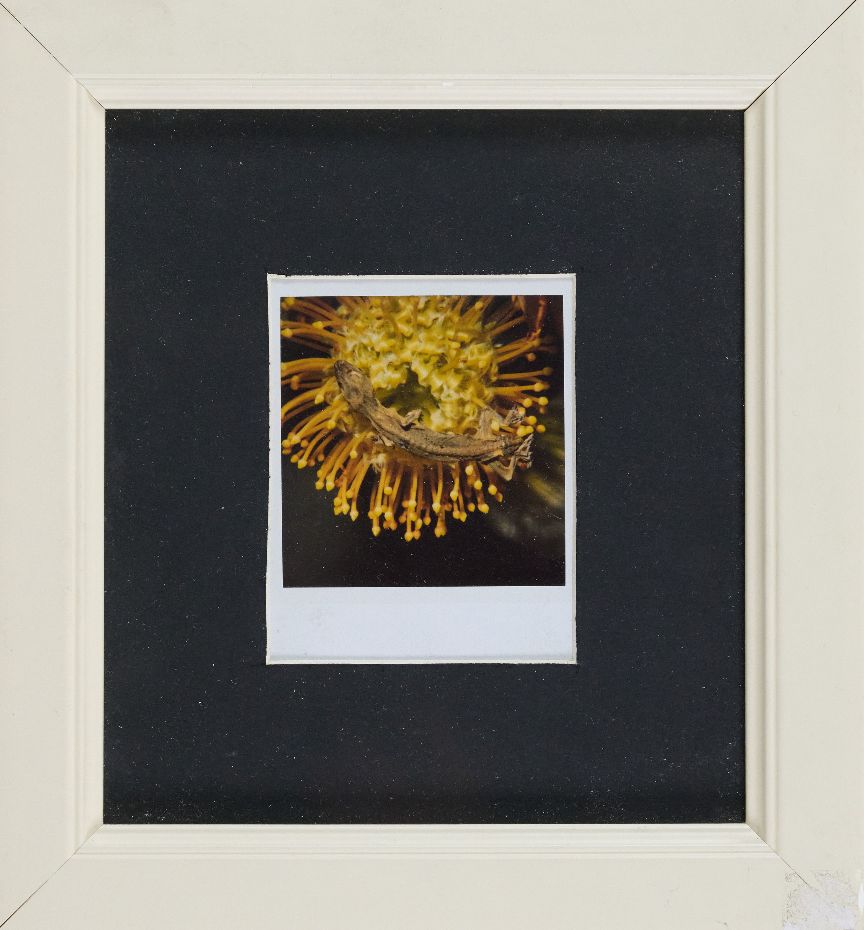 Flower, Yamorinski, Bondage