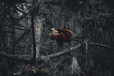 Autore sconosciuto, Brace nel silenzio – Fotografia su carta fine art