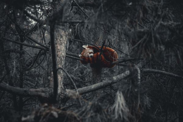 Echoes - Brace nel silenzio