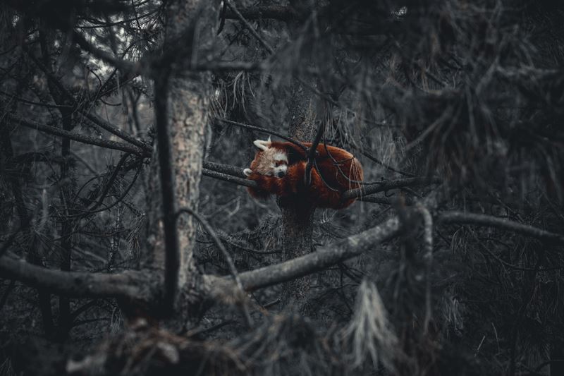 Echoes - Autore sconosciuto, Brace nel silenzio – Fotografia su carta fine art